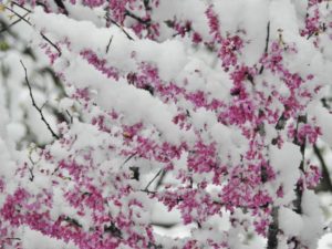 Lilacs in the snow
